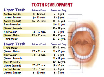 baby getting molars